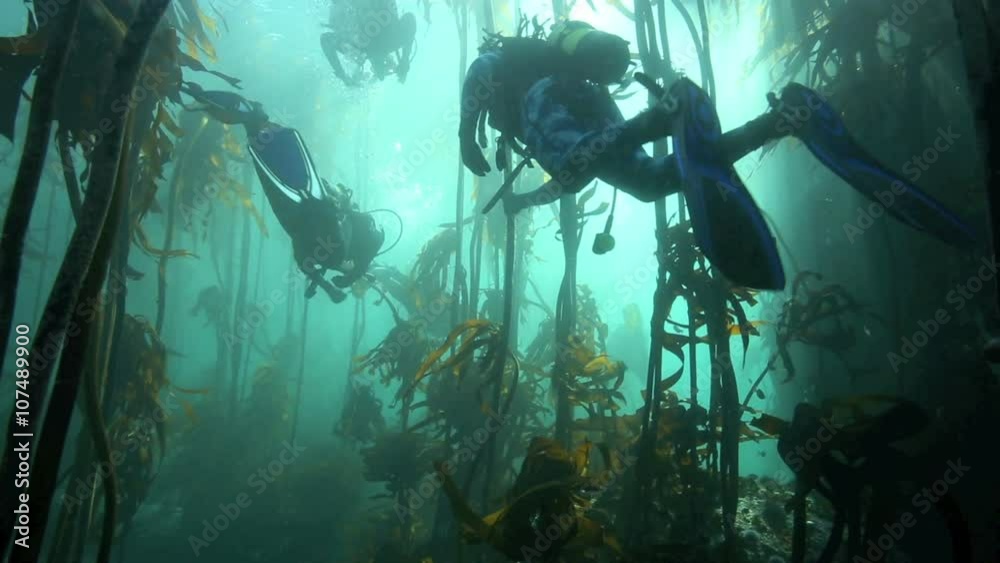 Scuba diving through kelp forest underwater in False Bay, Cape Town, South Africa Scuba diving through kelp forest underwater in False Bay, Cape Town, South Africa