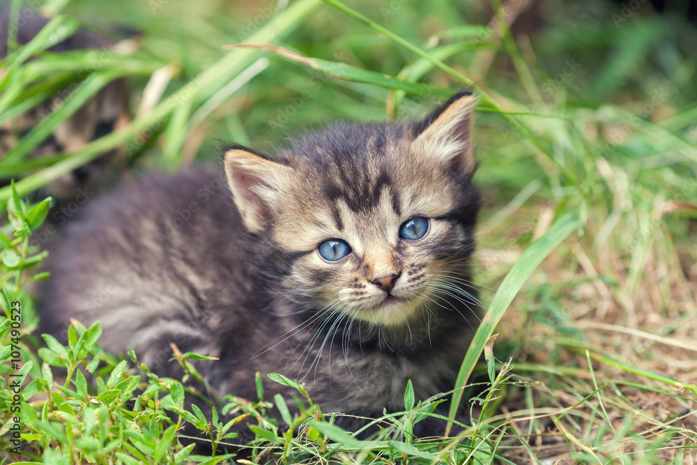 Little kitten lying on the grass