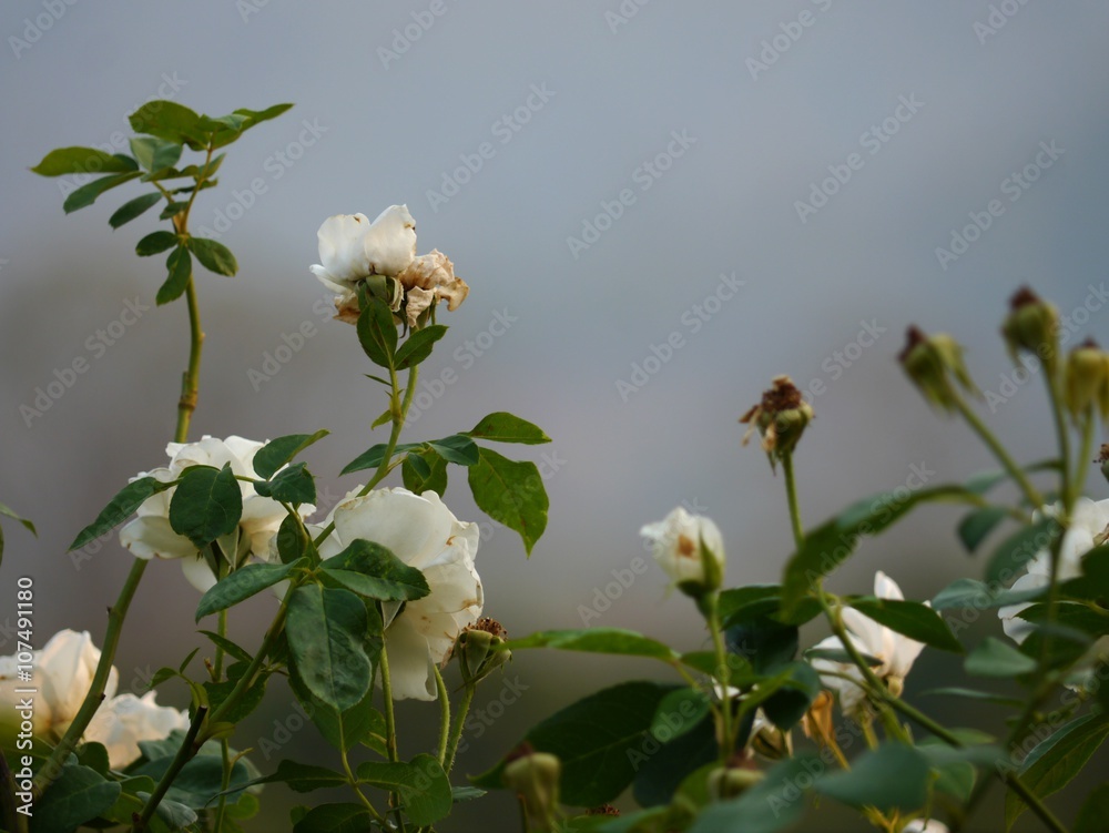 Fototapeta premium White Rose