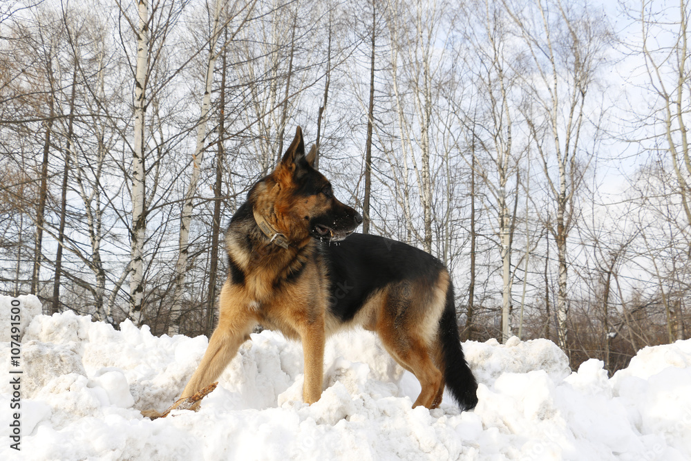German shepherd dog on snow in winter day German shepherd dog on snow in winter day