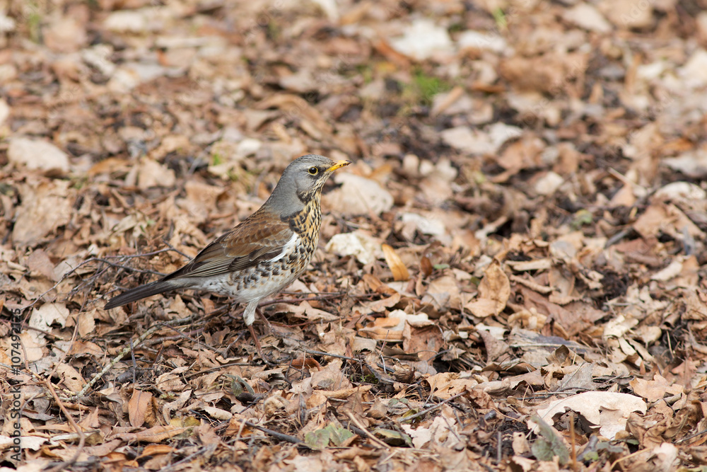 fieldfare on the dry leaves fieldfare on the dry leaves