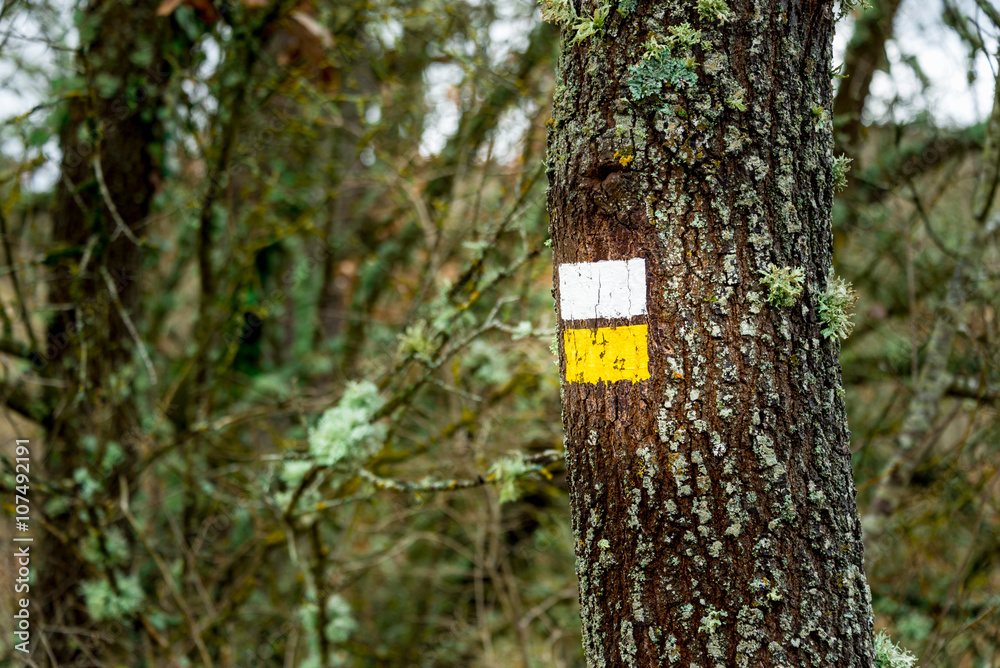 Fototapeta premium Signaling pathways II