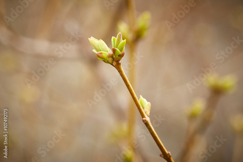 First spring buds