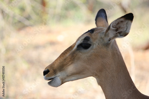 Closeup of a female Impala in the Kruger National Park