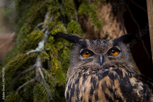 Closeup of a Eurasian Eagle-Owl (Bubo bubo)