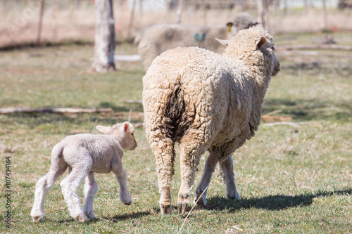 Baby lamb walking next to his mother