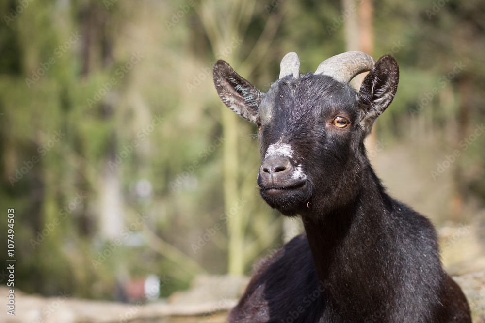 Cameroon dwarf goat resting / relaxing on huge piece of wood and Cameroon dwarf goat resting / relaxing on huge piece of wood and