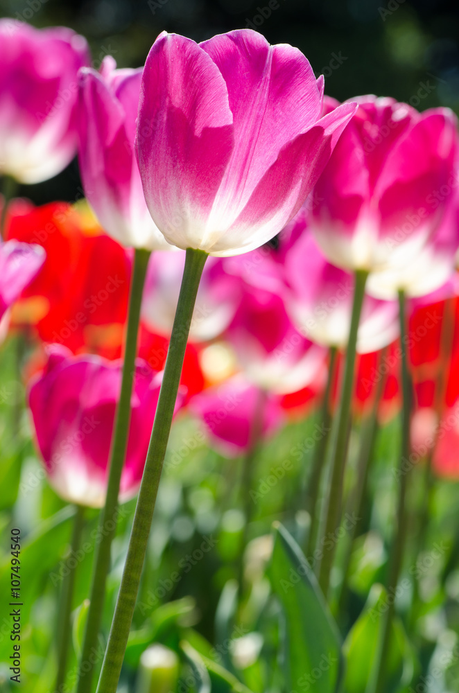 Beautiful pink tulips