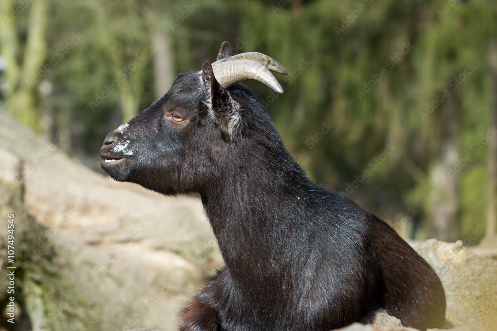 Cameroon dwarf goat resting / relaxing on huge piece of wood and Cameroon dwarf goat resting / relaxing on huge piece of wood and