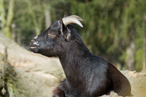 Cameroon dwarf goat resting / relaxing on huge piece of wood and