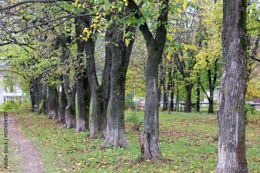 Park landscape lonely tree