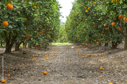 Ripe oranges on the trees inside an orchard, harvest time. Erez, Israel, March 2016.