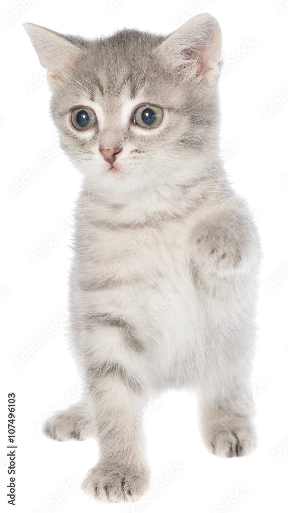 British shorthair tabby kitten funny