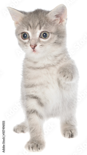 British shorthair tabby kitten funny