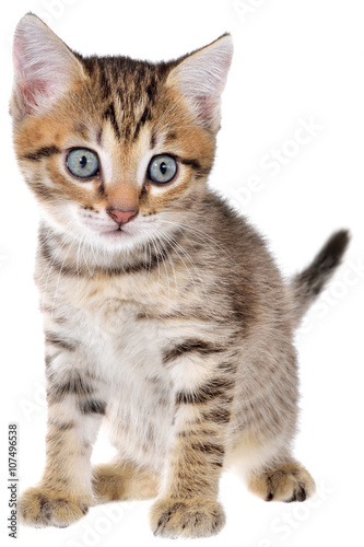 Frightened brindled kitten