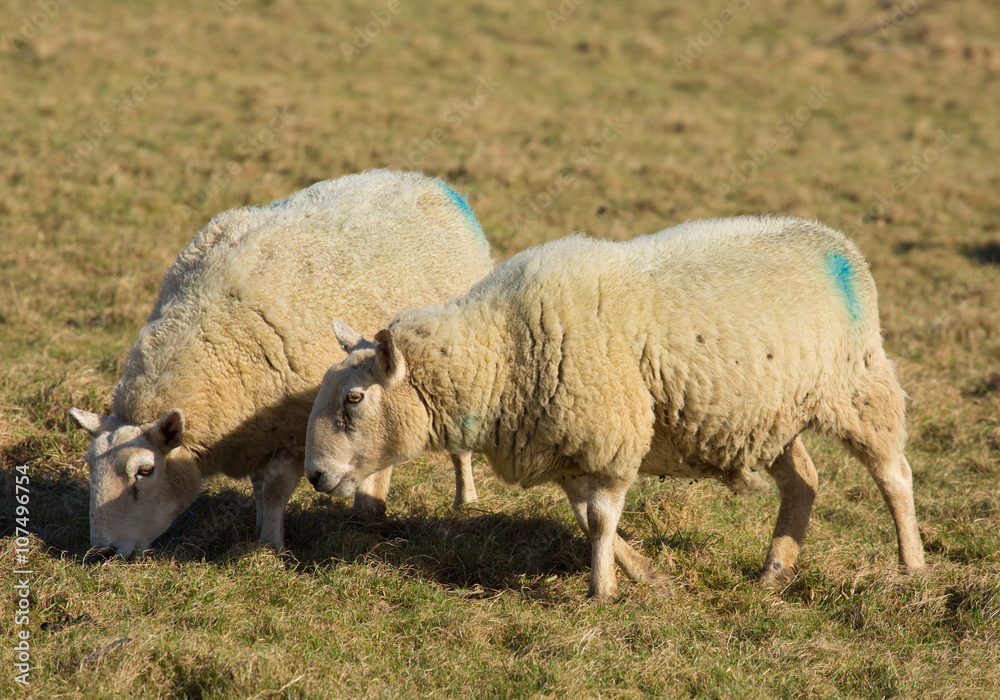 Fototapeta premium Two sheep in a farm field 