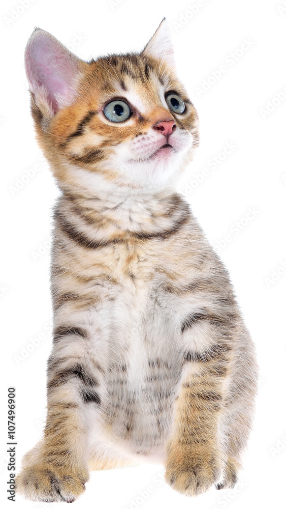 Fototapeta premium Shorthair brindled kitten