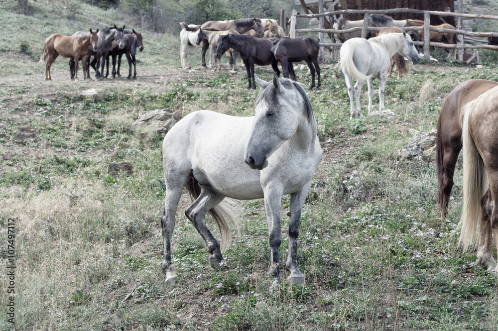 horse stables horse stables