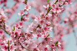 Peach blossom in spring