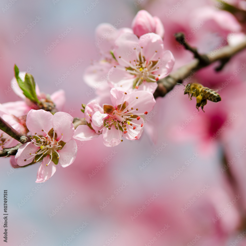 Obraz premium peach blossom and bee
