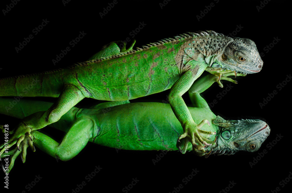Fototapeta premium green iguana