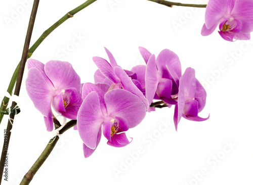 Pink streaked orchid flower, isolated / Streaked orchid flowers. Beautiful orchid flowers / orchid on white blackbackground / Orchids / Pink Orchid closeup