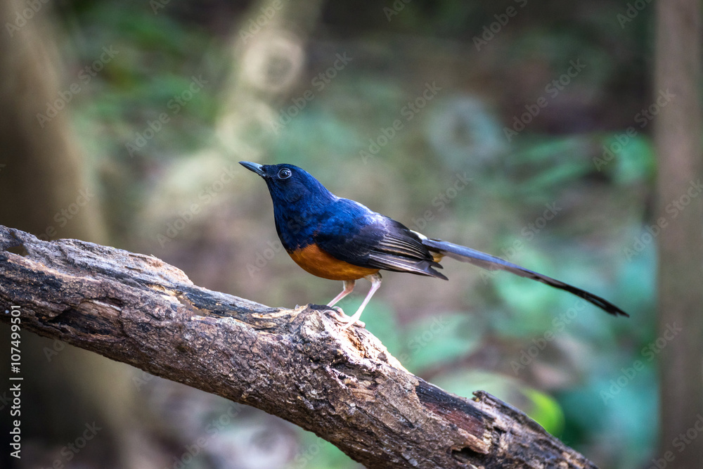 Fototapeta premium White-rumped Shama bird