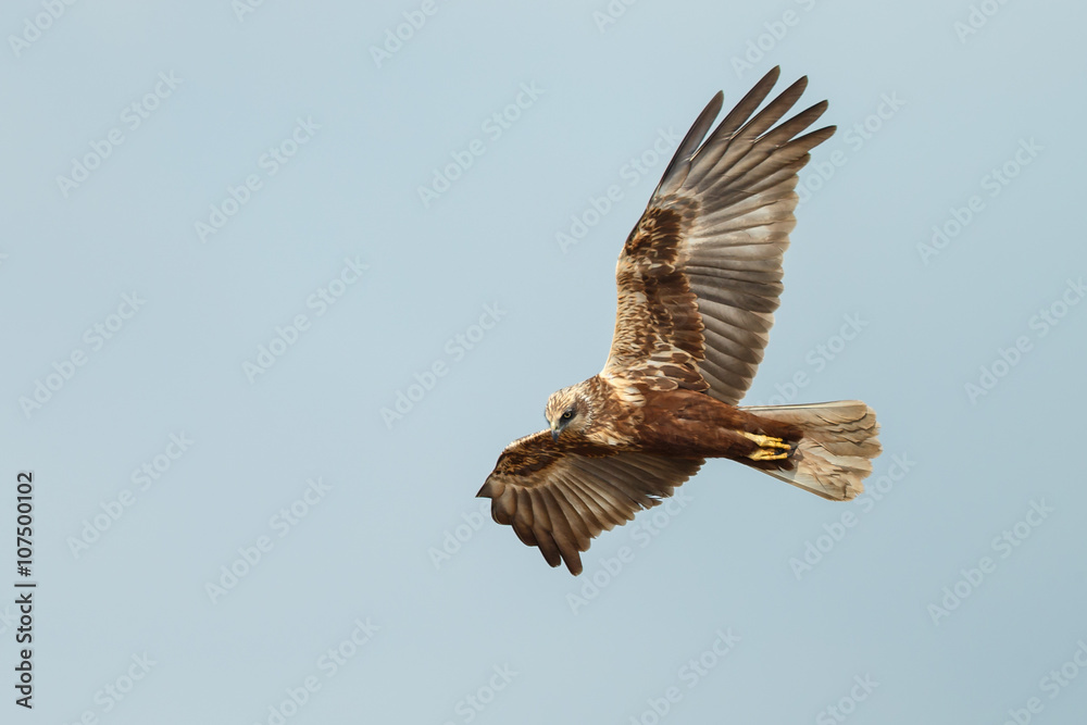 Fototapeta premium The western marsh harrier (Circus aeruginosus) in flight during mating season