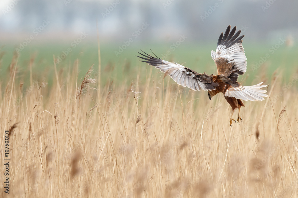 The western marsh harrier (Circus aeruginosus) in flight during mating season The western marsh harrier (Circus aeruginosus) in flight during mating season