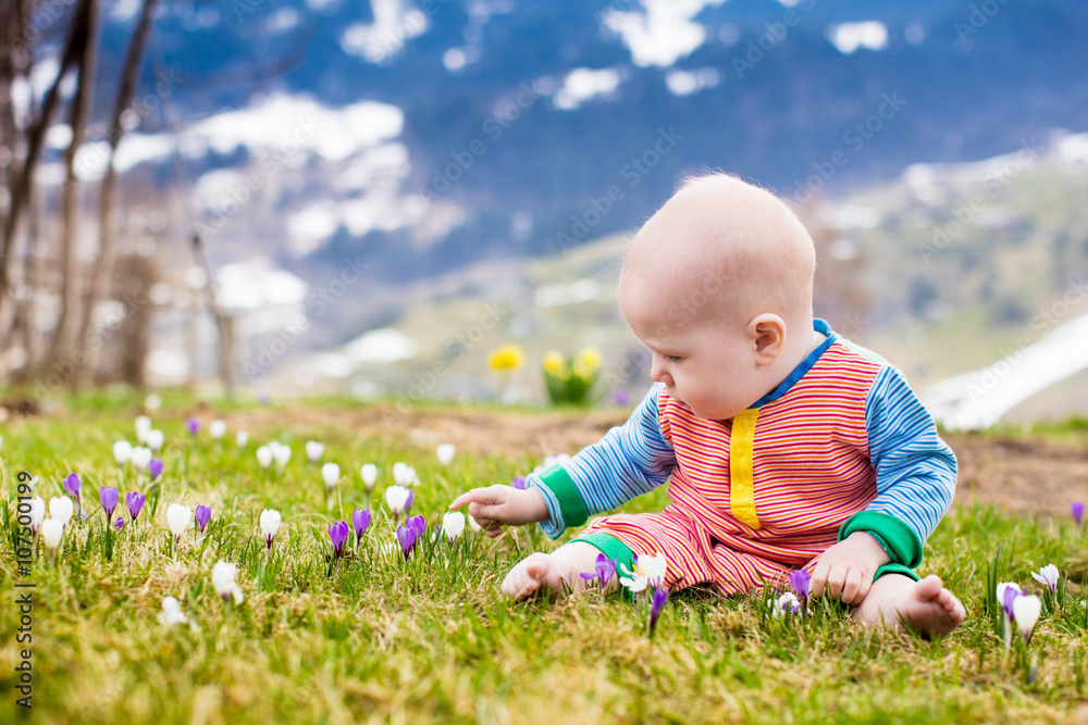 Little baby playing with crocus flowers in the Alps mountains Little baby playing with crocus flowers in the Alps mountains