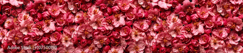 Pink flowers in a panoramic image