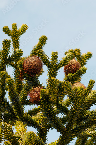 The Female cones of the Monkey puzzle tree.  Araucaria araucana . Selective focus.