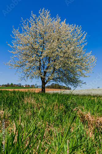 Baum im Frühling