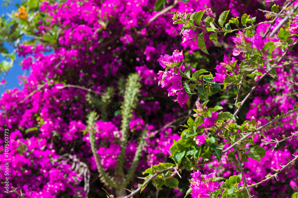 Bougainvillea flowers background
