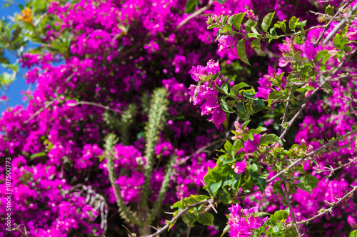 Bougainvillea flowers background