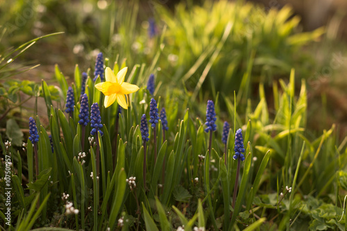 flower bed with blooming yellow daffodil and blue muscari in springtime garden with sunshine