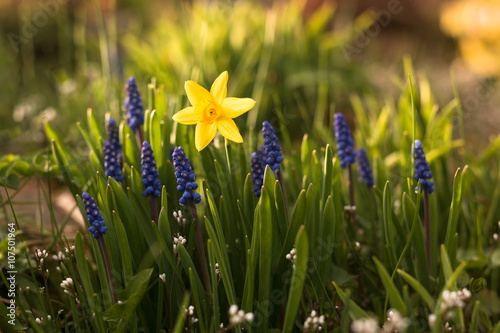 Fototapeta Naklejka Na Ścianę i Meble -  detail of flower bed with blooming yellow daffodil and blue muscari in springtime garden with sunshine