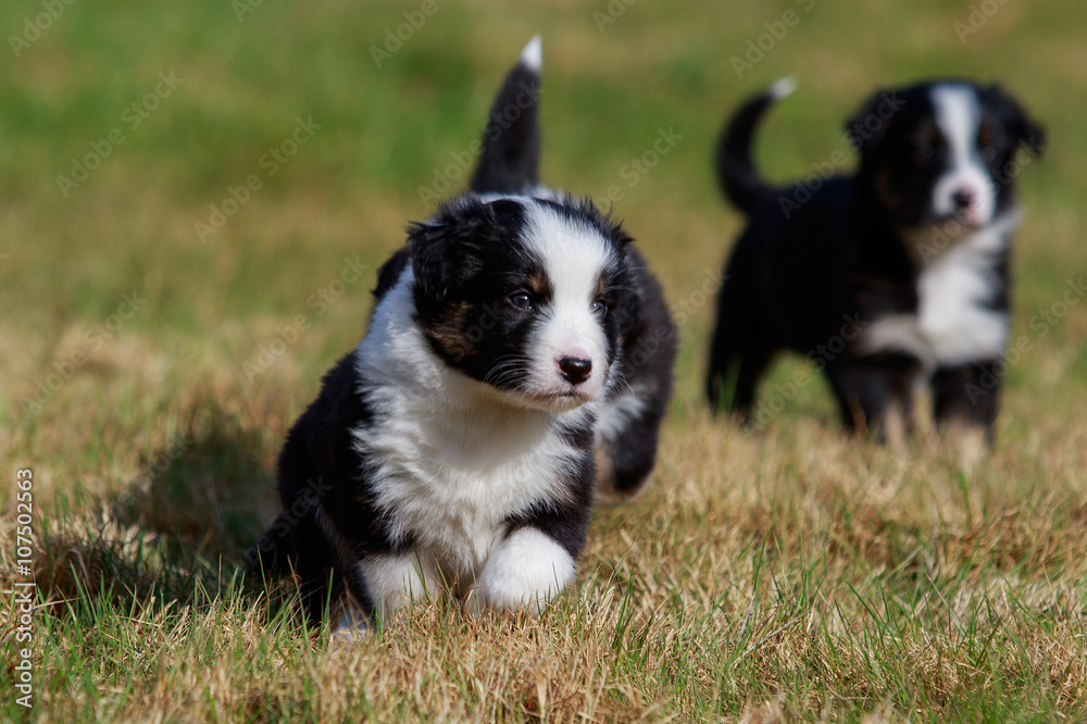 Australian Shepherd Hund Welpe spielt auf der Wiese