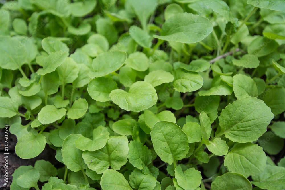 Chinese cabbage in a vegetable garden. Chinese cabbage in a vegetable garden.