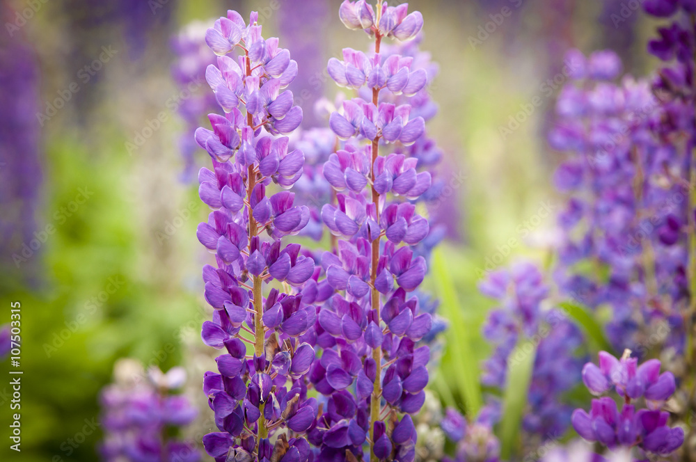 Obraz premium Fields of lupines