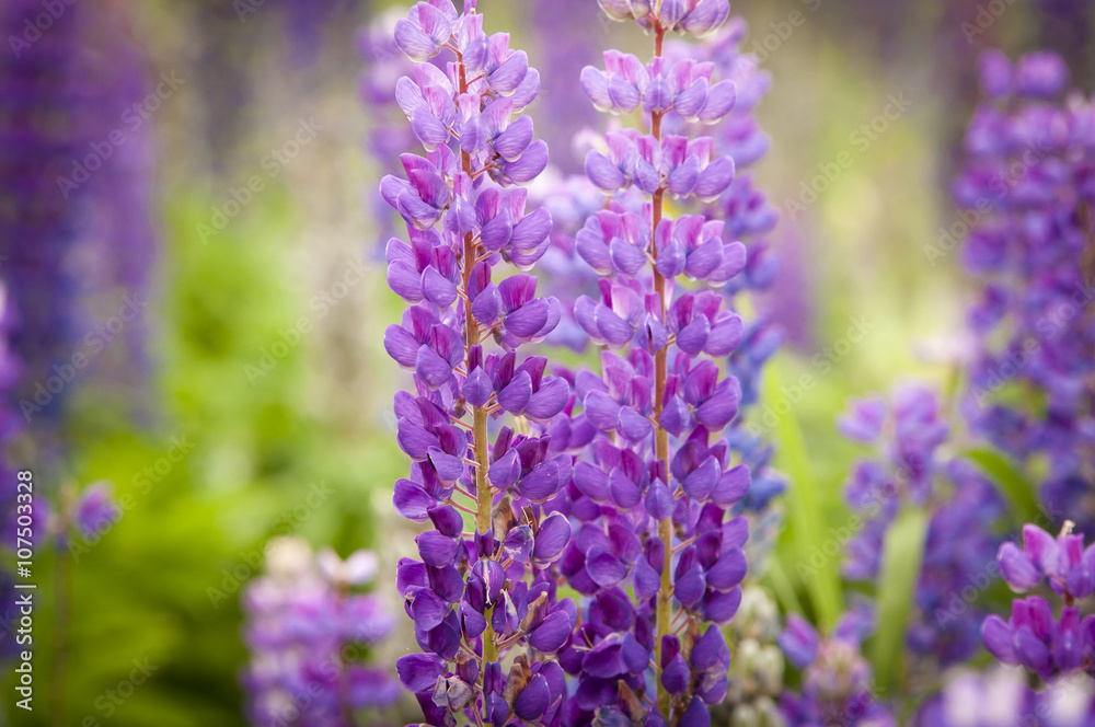 Lupines Lupines