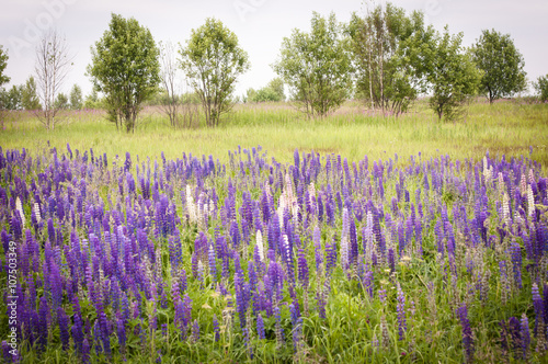 Fields of lupines