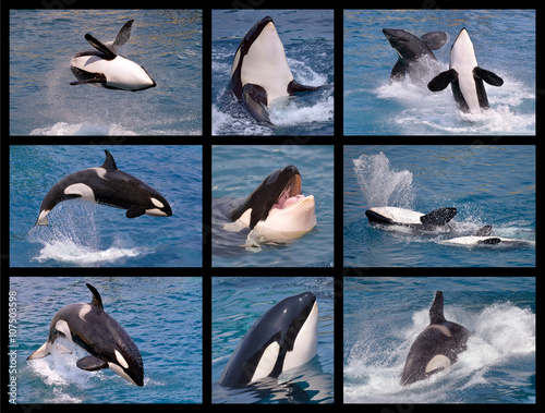 Nine mosaic photos of killer whales (Orcinus orca)