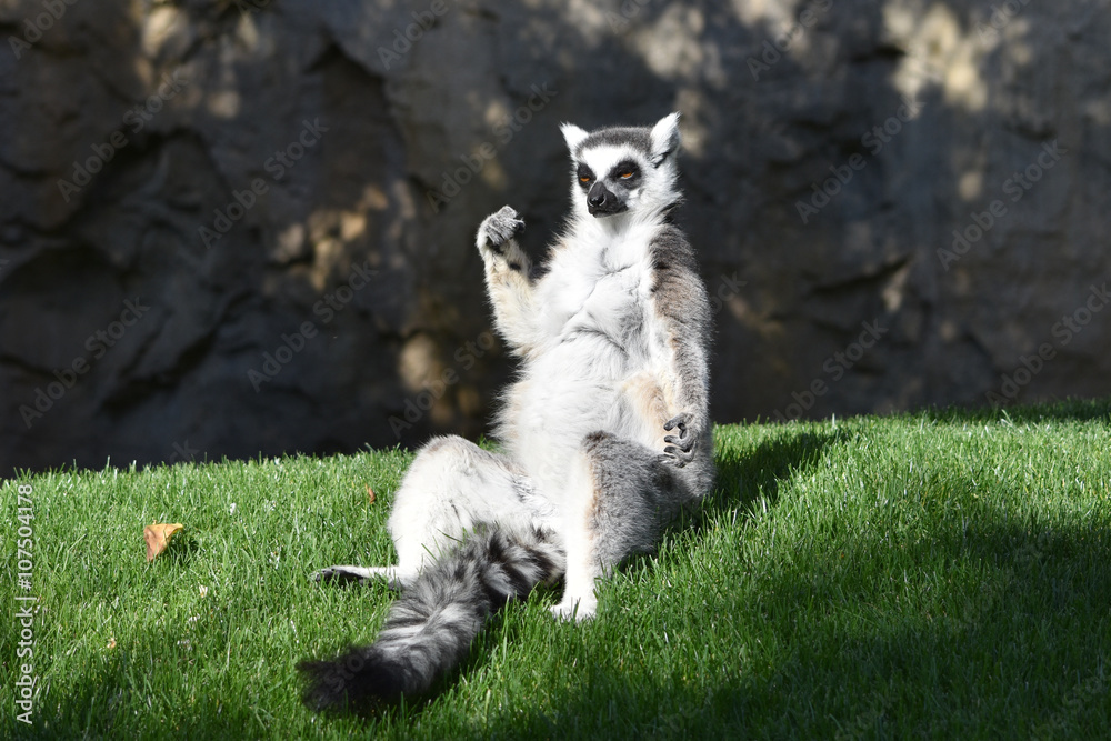 Sitting ring-tail lemur. 