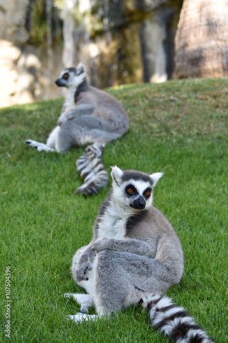 Sitting ring-tailed lemurs. 