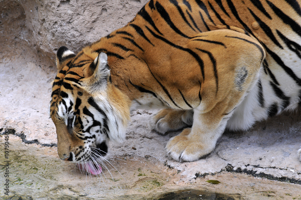 Obraz premium Closeup tiger (Panthera tigris) drinking in a pond