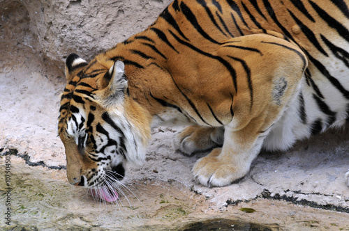 Closeup tiger  Panthera tigris  drinking in a pond