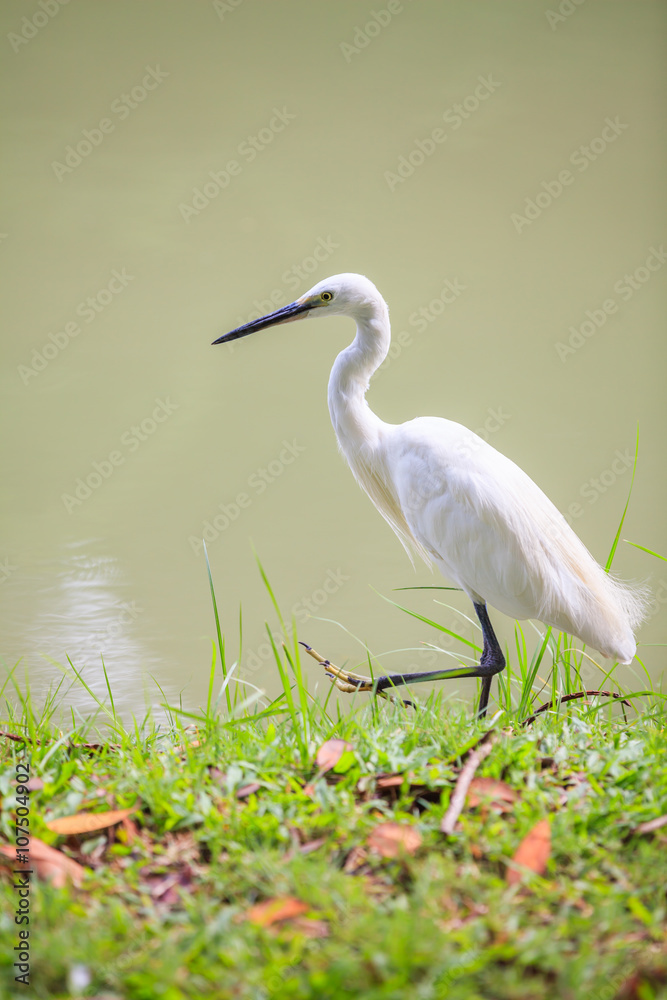 Fototapeta premium Animals in Wildlife - White Egrets. Outdoors.