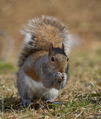 Reverant squirrel photo