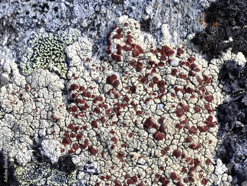 The white and brown crustose lichen Ophioparma ventosa photo